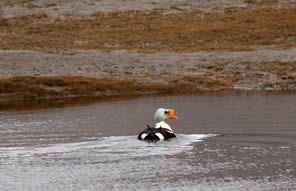 eiders à tête grise