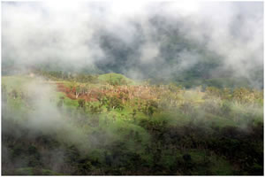 Paysage dans la brume