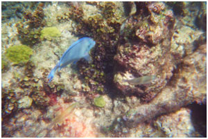 snorkelling petite terre