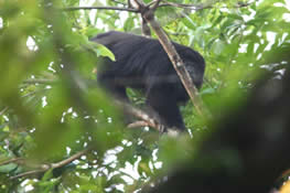 Palenque - Singe hurleur