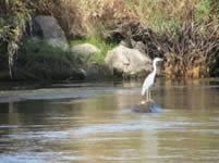 Aigrette