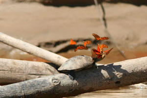 Rio Madre de Dios - Tortue et papillons