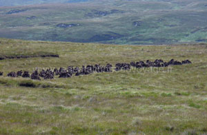 Clifden