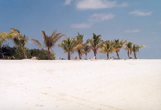 Arbres sur la plage