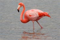 Flamant des Caraïbes - Floreana
