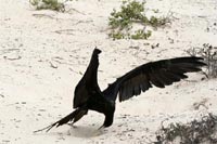 Frégate gobant un bébé tortue - Floreana