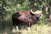 Gaur ou bison indien