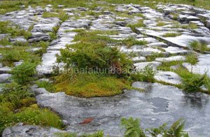 Région du Burren