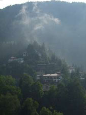 Cime des arbres