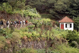 Le groupe le long de la levada des mimosas