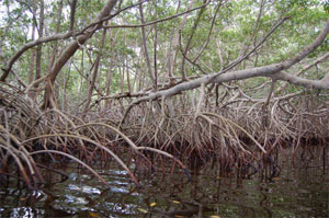 mangrove