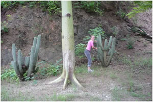 Cactus à Mazunte