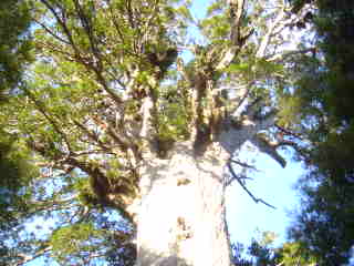 Kauri géant, le Tane Mahuta