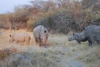 Des rhinoceros à Chief's Camp