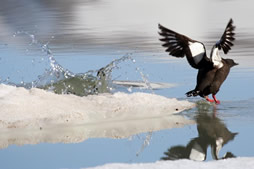 guillemots à miroir