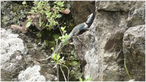 Lézard