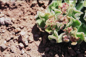 Fleur de glace