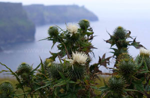 Falaise du Moher