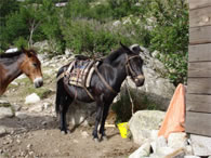 Chevaux