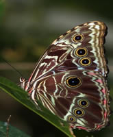 Lac Sandoval - Papillon morpho