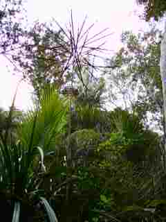 Arbre