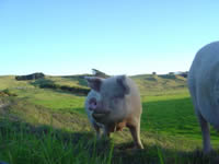 Cochon