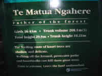 Te Mahuta Ngahere