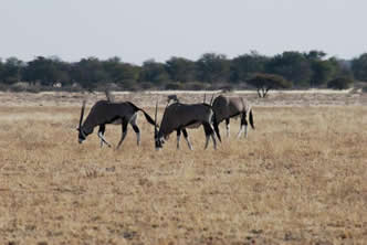 Un troupeau d'Oryx