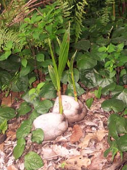 noix de coco repoussent