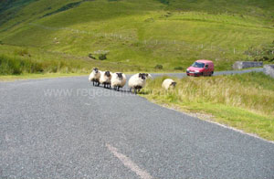 Moutons
