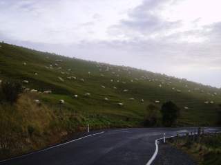 Brebis