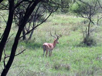 Parc National du Serengeti - Impala mâle
