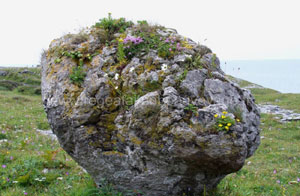 Région du Burren