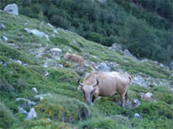 Vache et son veau