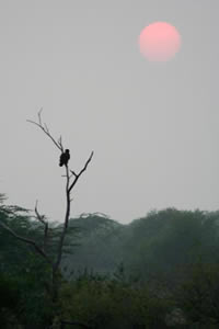 Aigle au coucher du soleil