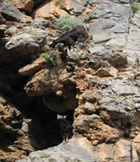 Les chèvres broutant sur les rochers