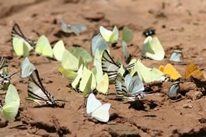 Rio Madre de Dios - Papillons sur la berge