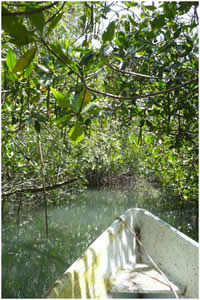 Mangrove de Chacahua