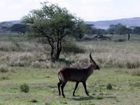 Parc National du Serengeti - Cobe à croissant