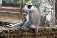 Polonnaruwa - Langur gris