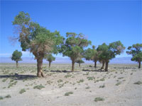 Bayan Tooroi