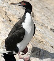 Cormoran de Bougainville