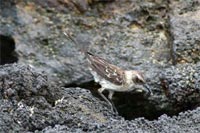 Moqueur des Galapagos en chasse