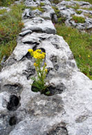 Région du Burren