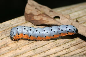 Lodge Corto Maltes Amazonia - Chenille colorée