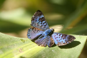 Lac Sandoval - Papillon bleu