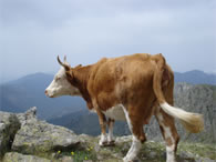 Vache