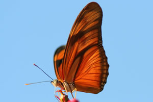 Lodge Corto Maltes Amazonia - Papillon