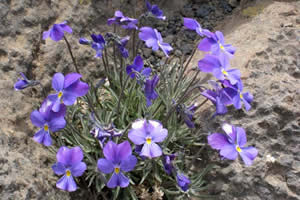 Violettes de La Palma