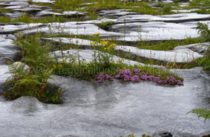 Région du Burren